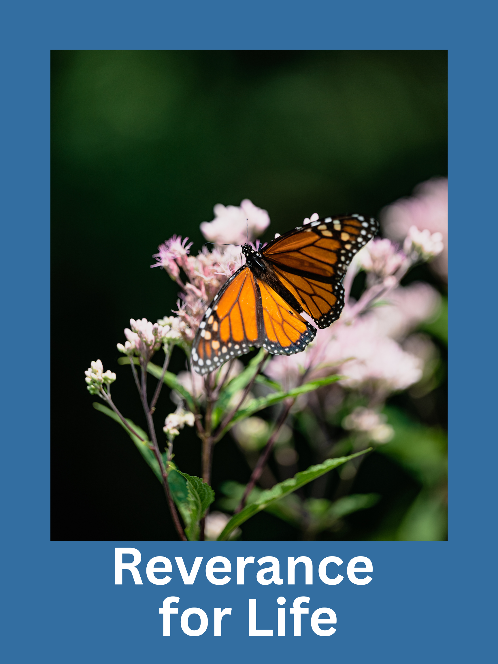 Reverence for Life